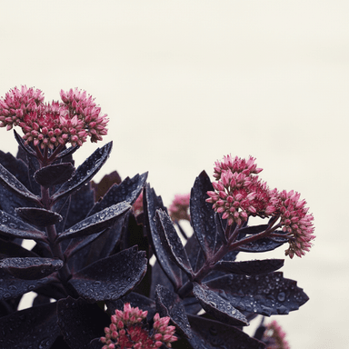 Orpine ‘Purple Emperor’