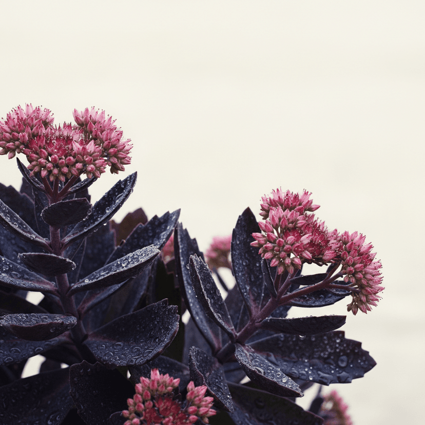Orpine ‘Purple Emperor’