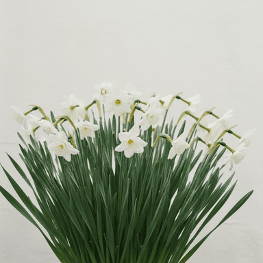 Triandrus daffodil ‘Thalia’