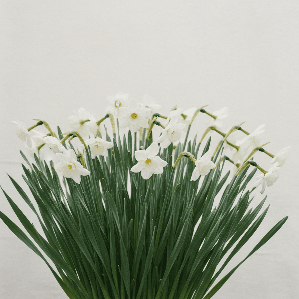 Triandrus daffodil ‘Thalia’