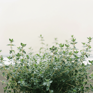Thyme