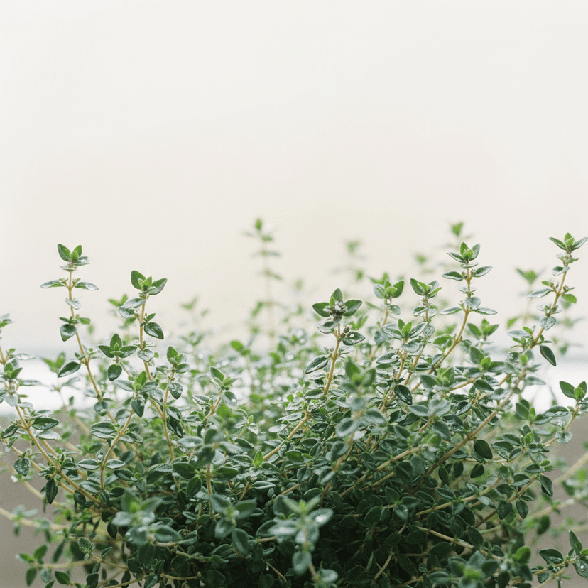 Thyme