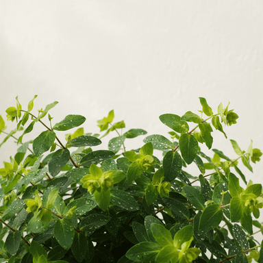 Wood spurge; Mrs Robb’s Bonnet