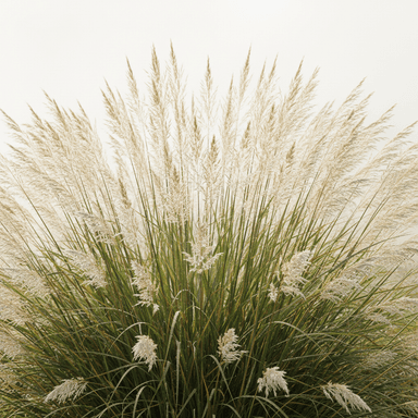 Feather reed-grass ‘Karl Foerster’