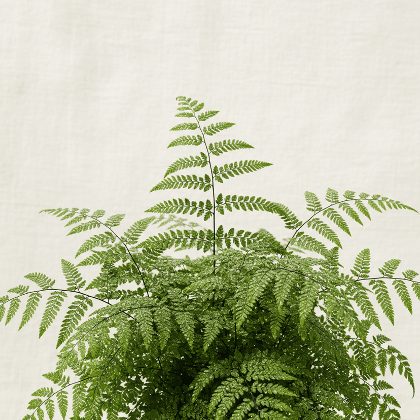 English Maidenhair Fern