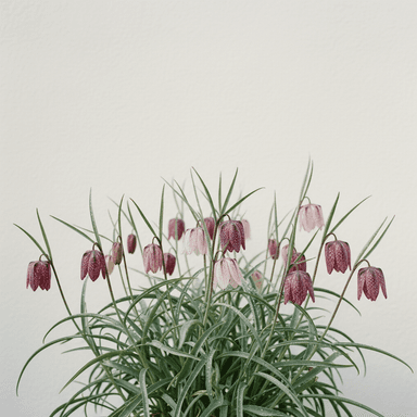 Snake’s-head fritillary
