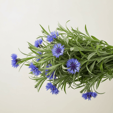 Cornflower