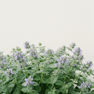 Catmint