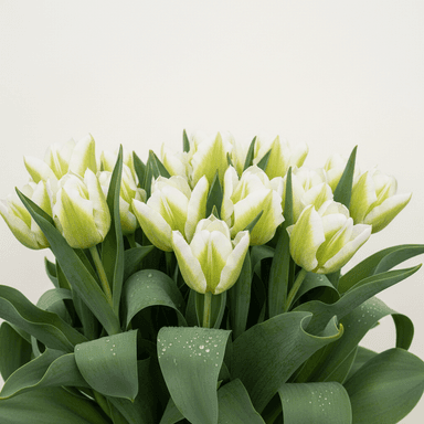 Tulip ‘Spring Green’