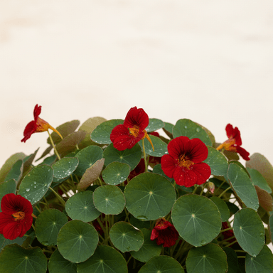 Nasturtium ‘Empress of India’