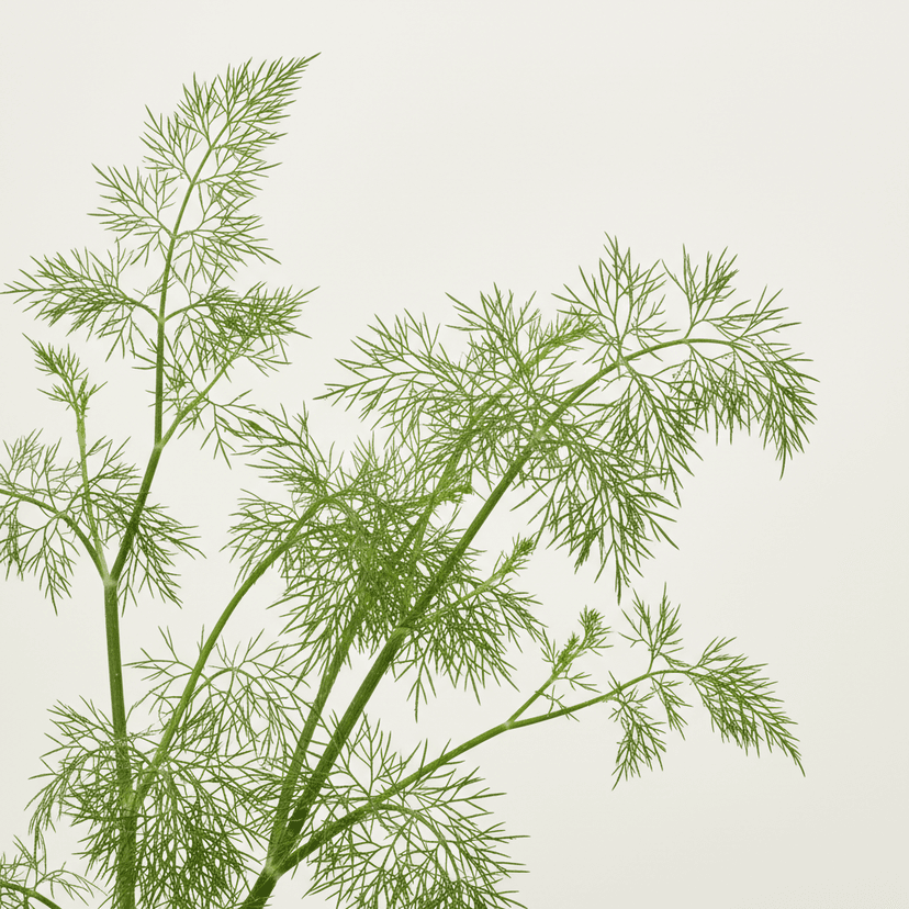 Fennel