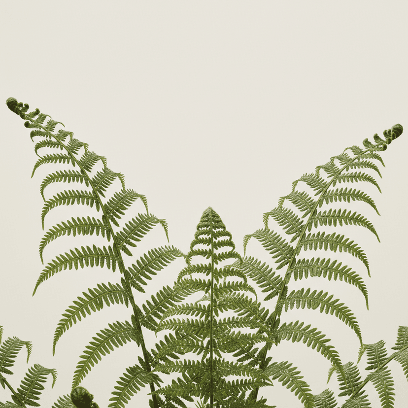 Ostrich Fern