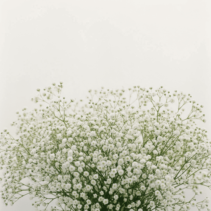 Baby’s breath