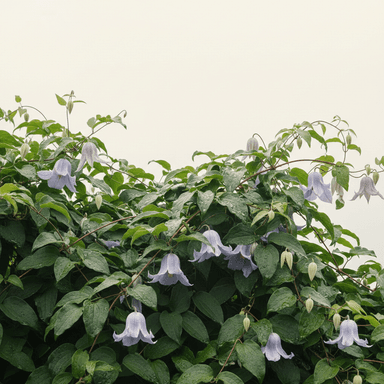 Clematis ‘Frances Rivis’