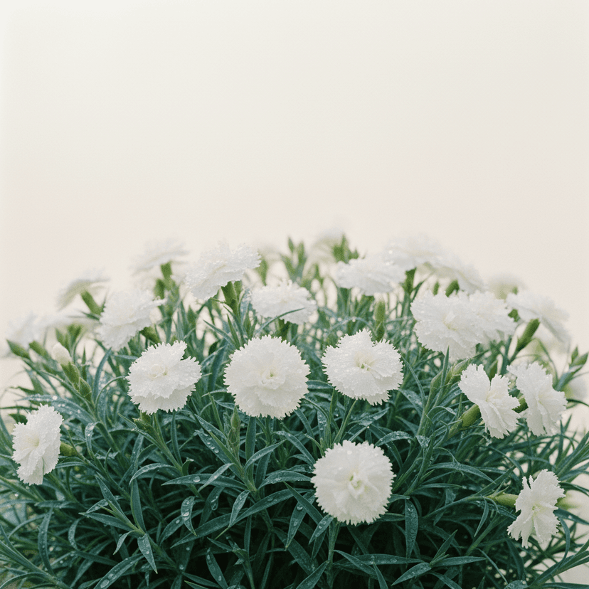 Pink ‘Mrs Sinkins’