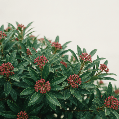 Japanese skimmia