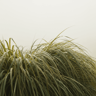 Japanese Forest Grass