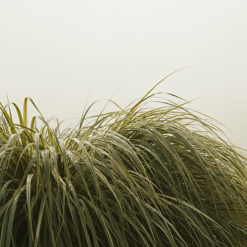 Japanese Forest Grass