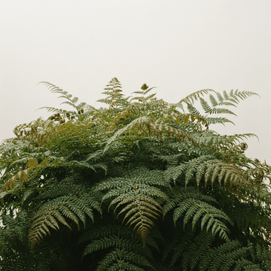 Deer Fern