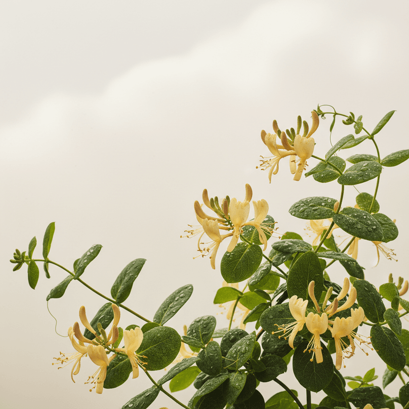 Honeysuckle ‘Heaven Scent’