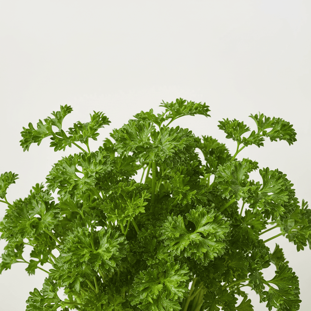 Parsley
