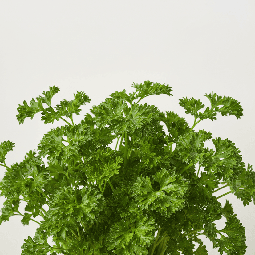 Parsley