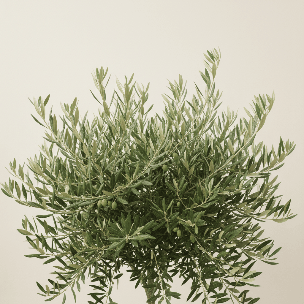 Olive Tree