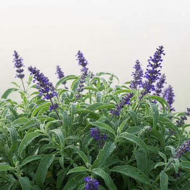 Salvia Nachtvlinder