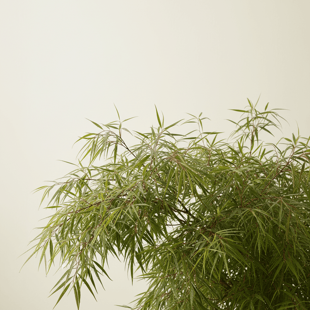 Oregon grape ‘Soft Caress’