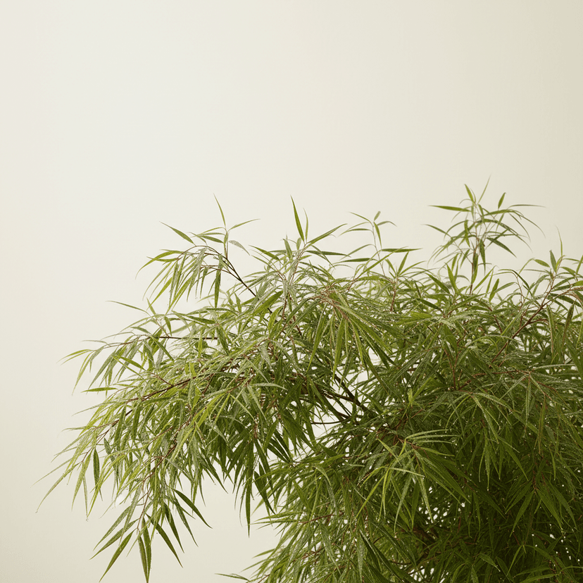 Oregon grape ‘Soft Caress’