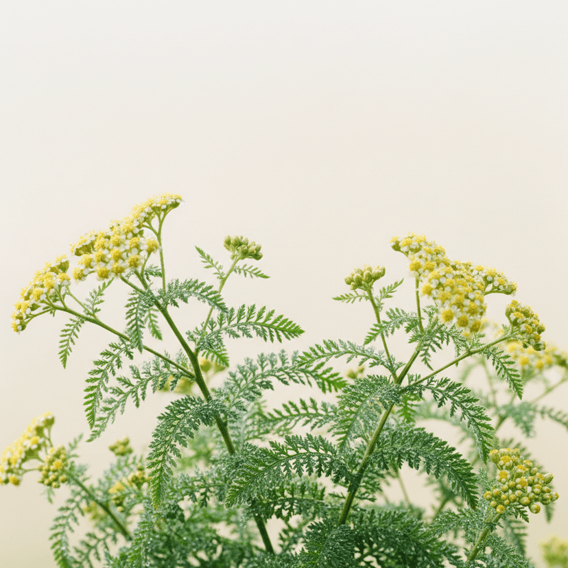 English mace; Sweet Nancy; Sweet yarrow