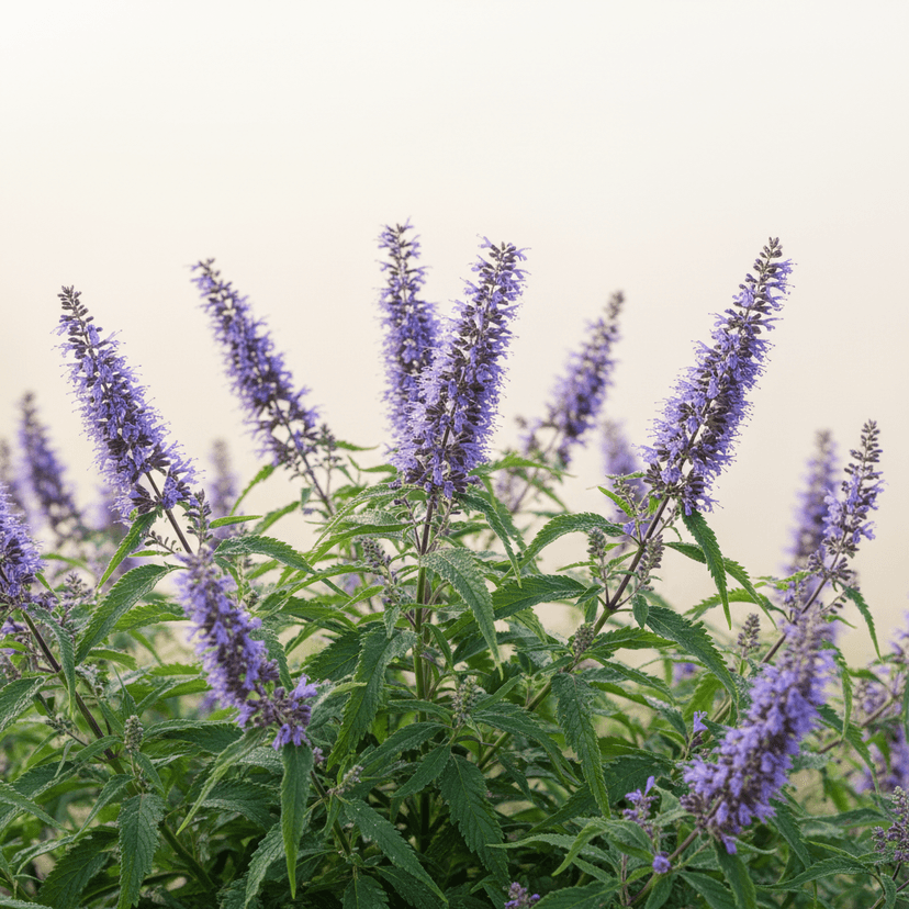 Giant hyssop ‘Blue Fortune’
