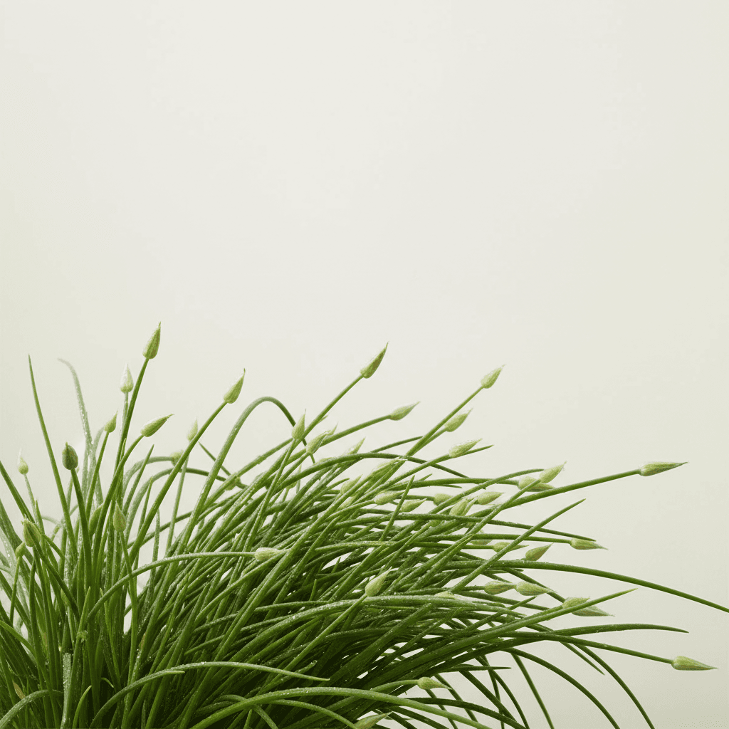 Chinese chives; garlic chives