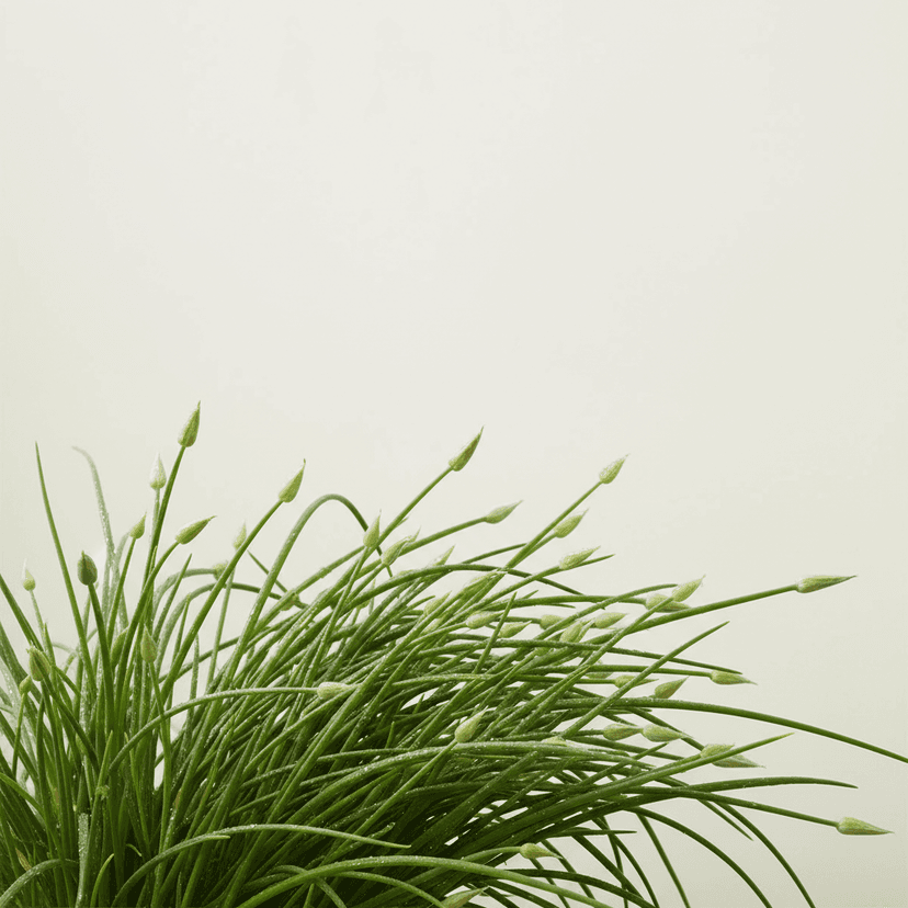 Chinese chives; garlic chives