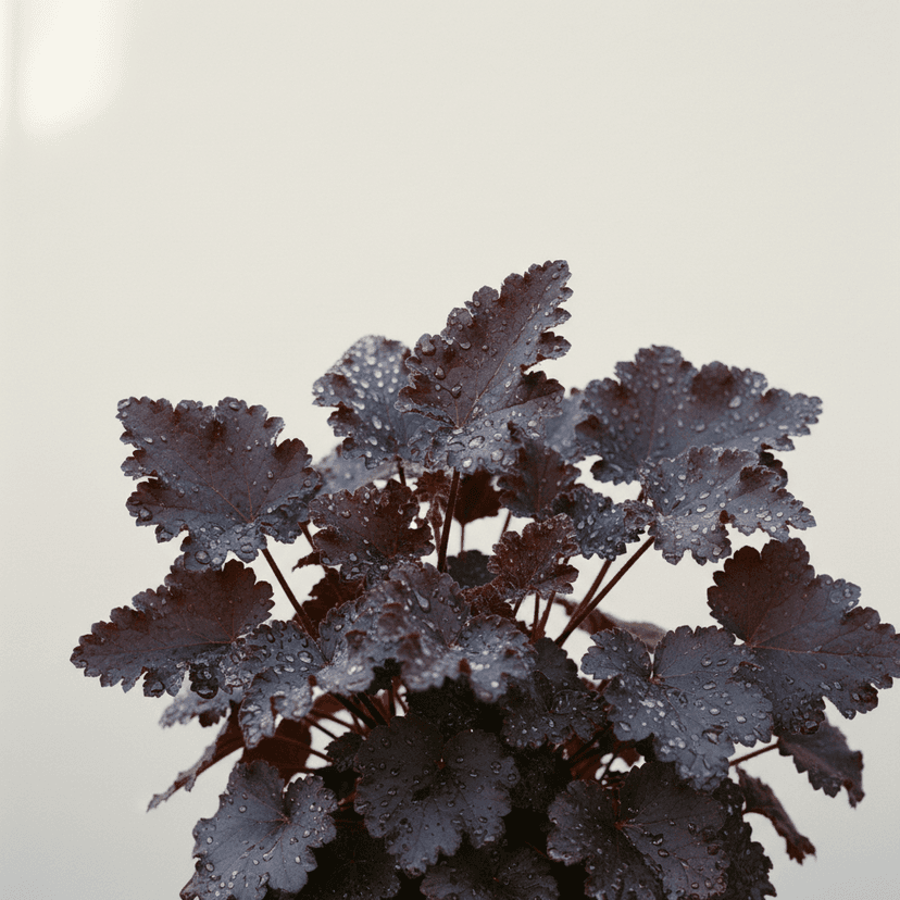 Heuchera Raven