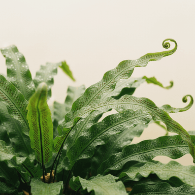 Hart’s Tongue Fern